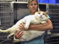 200214-fat-cat-santa-fe-animal-shelter-2012-ac-531p