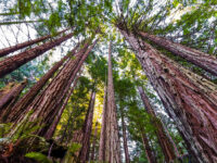 Looking up in a Coastal Redwood forest (Sequoia Sempervirens), converging tree trunks surrounded by evergreen foliage, Purisima Creek Redwoods Preserve, Santa Cruz Mountains, San Francisco bay area