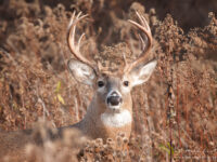 Buck-headshot-in-thicket