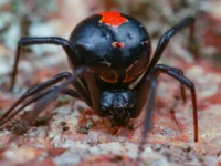 Redback-Spider