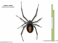 Redback-spider