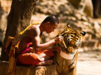 Tiger-Temple-Thailand