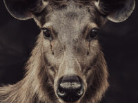 sambar-deer-headshot-abhinav-sharma