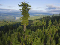 this_is_a_list_of_10_largest_trees_in_the_world_the_exact-001